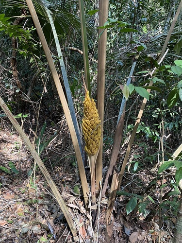 Attalea humilis