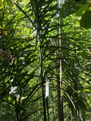 Attalea insignis (Yagua palm) — photo