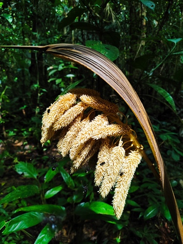Attalea insignis (Yagua palm) — photo