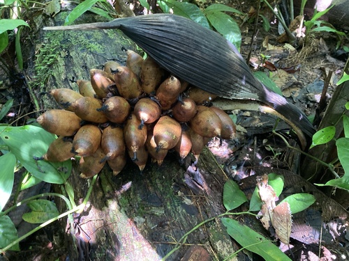 Attalea insignis