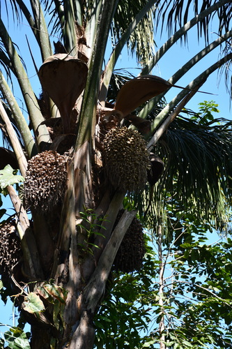 Attalea maripa