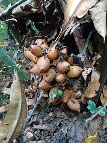Attalea microcarpa (Coco curua palm) — photo