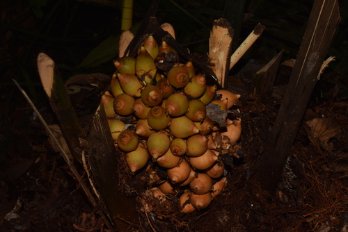 Attalea microcarpa