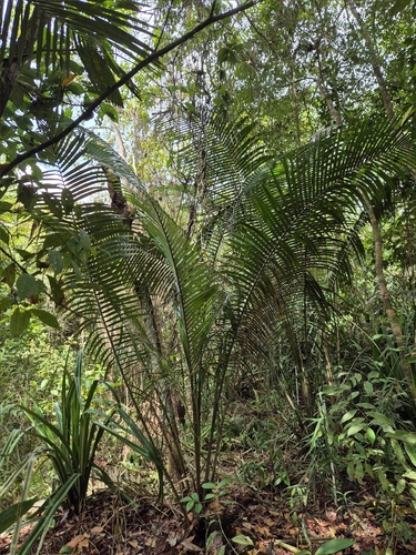 Attalea nucifera (Mangue) — photo