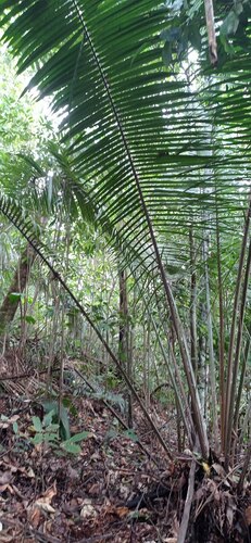 Attalea nucifera