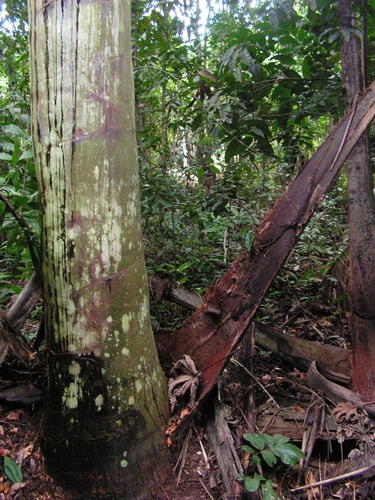 Attalea oleifera (Catole) — photo