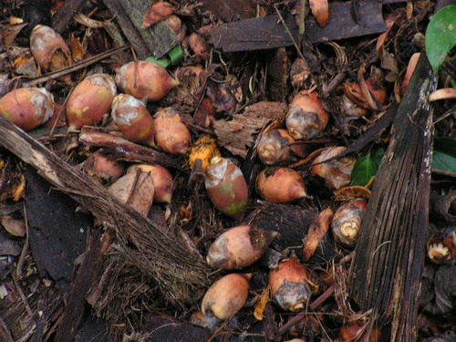 Attalea oleifera (Catole) — photo