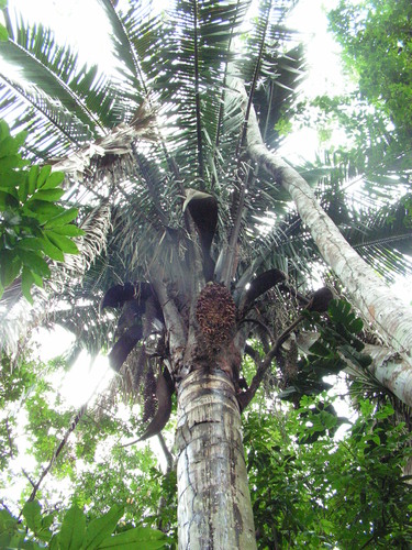 Attalea oleifera