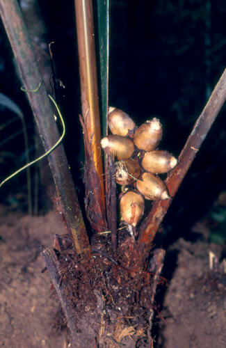 Attalea racemosa
