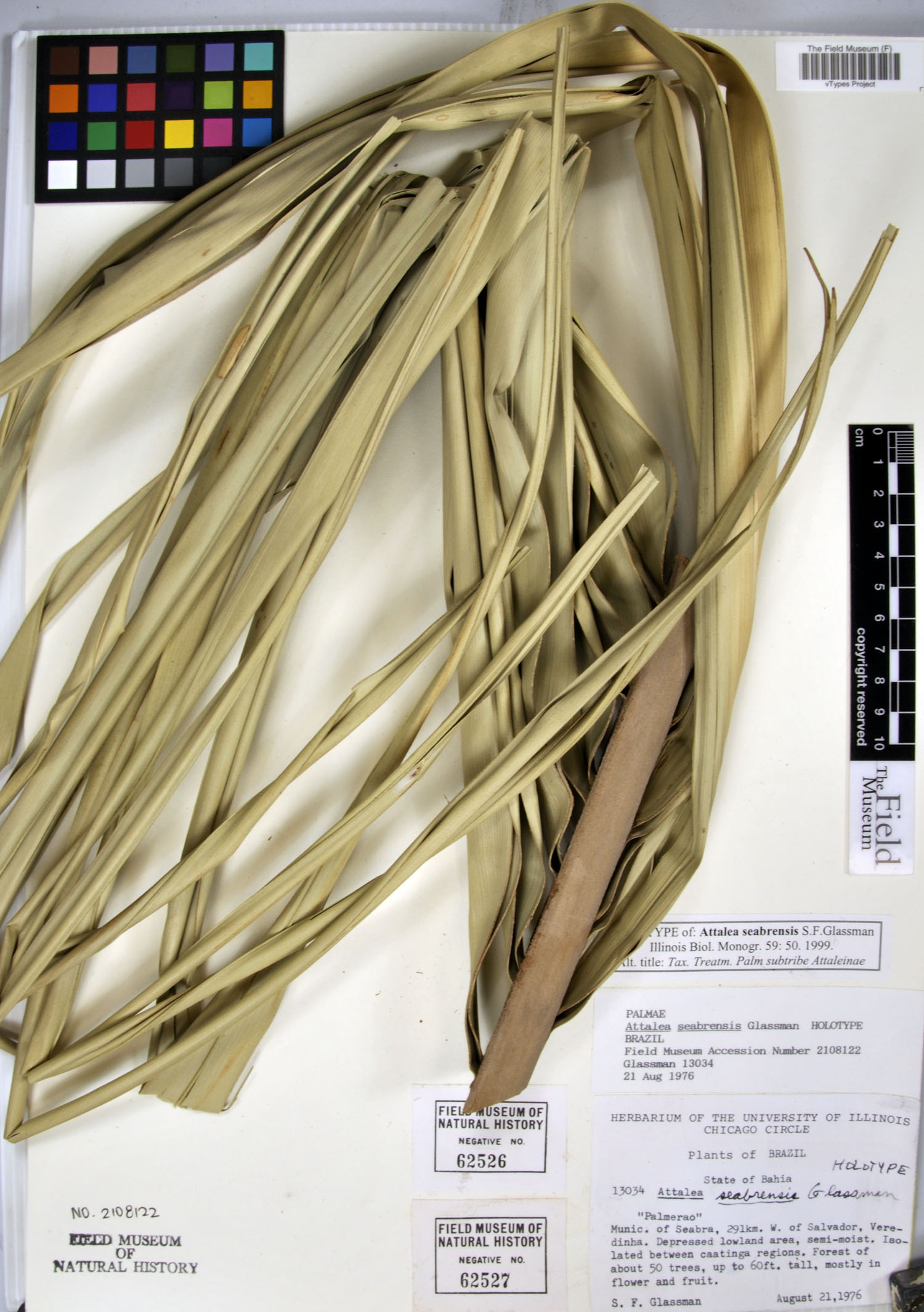 Attalea seabrensis — photo