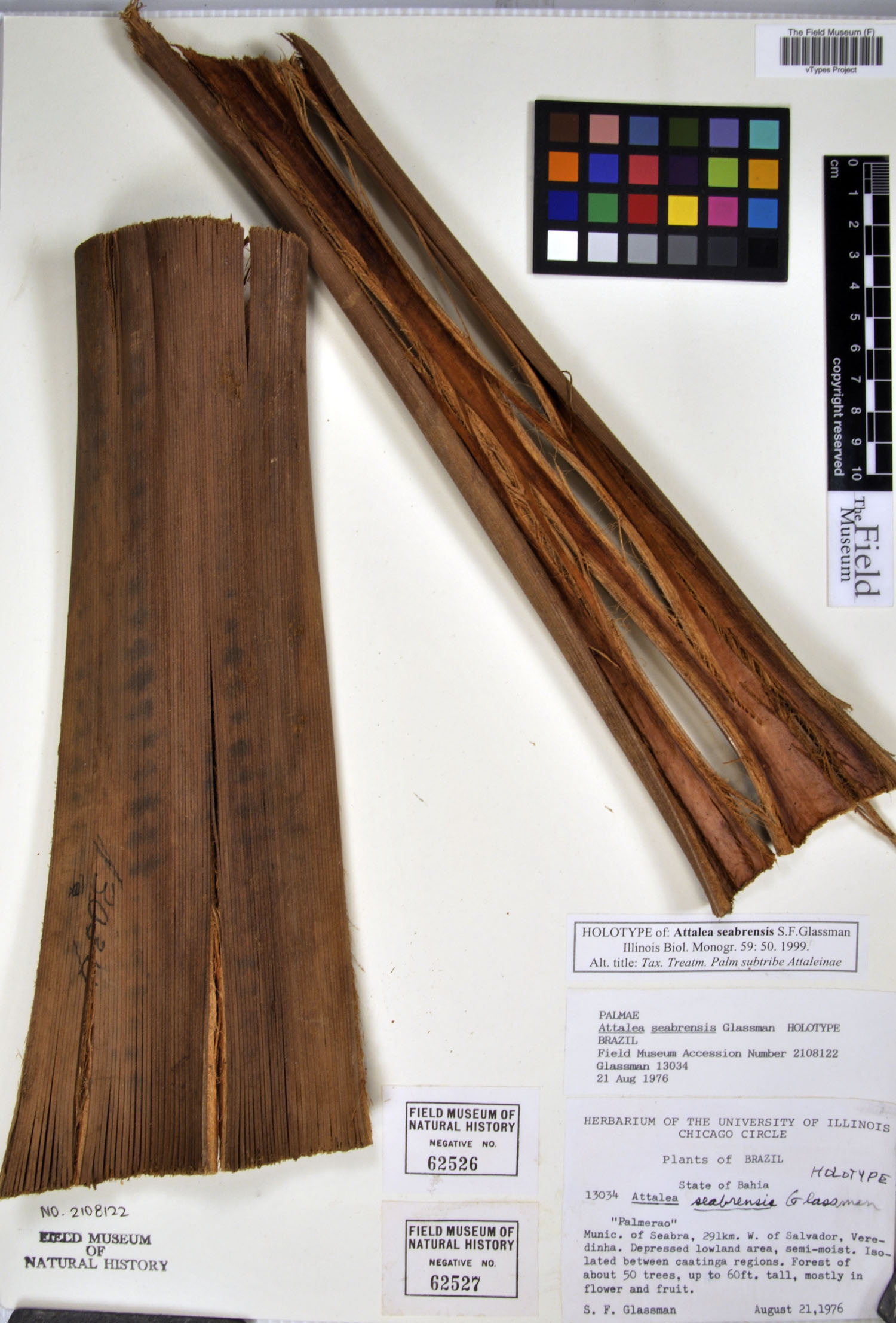 Attalea seabrensis — photo