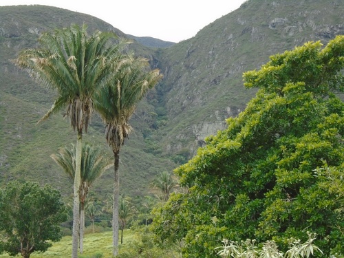 Attalea seabrensis