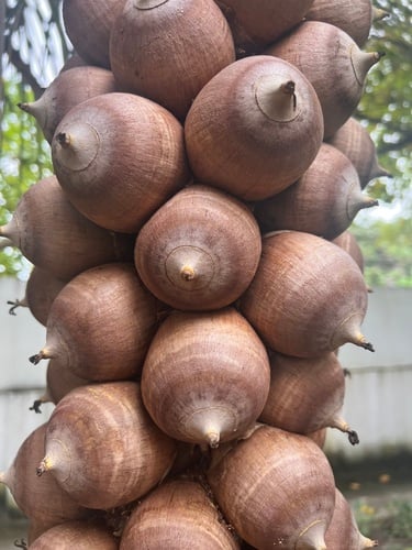 Attalea speciosa (Babasu oil palm) — photo