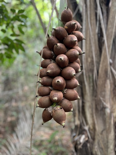 Attalea speciosa