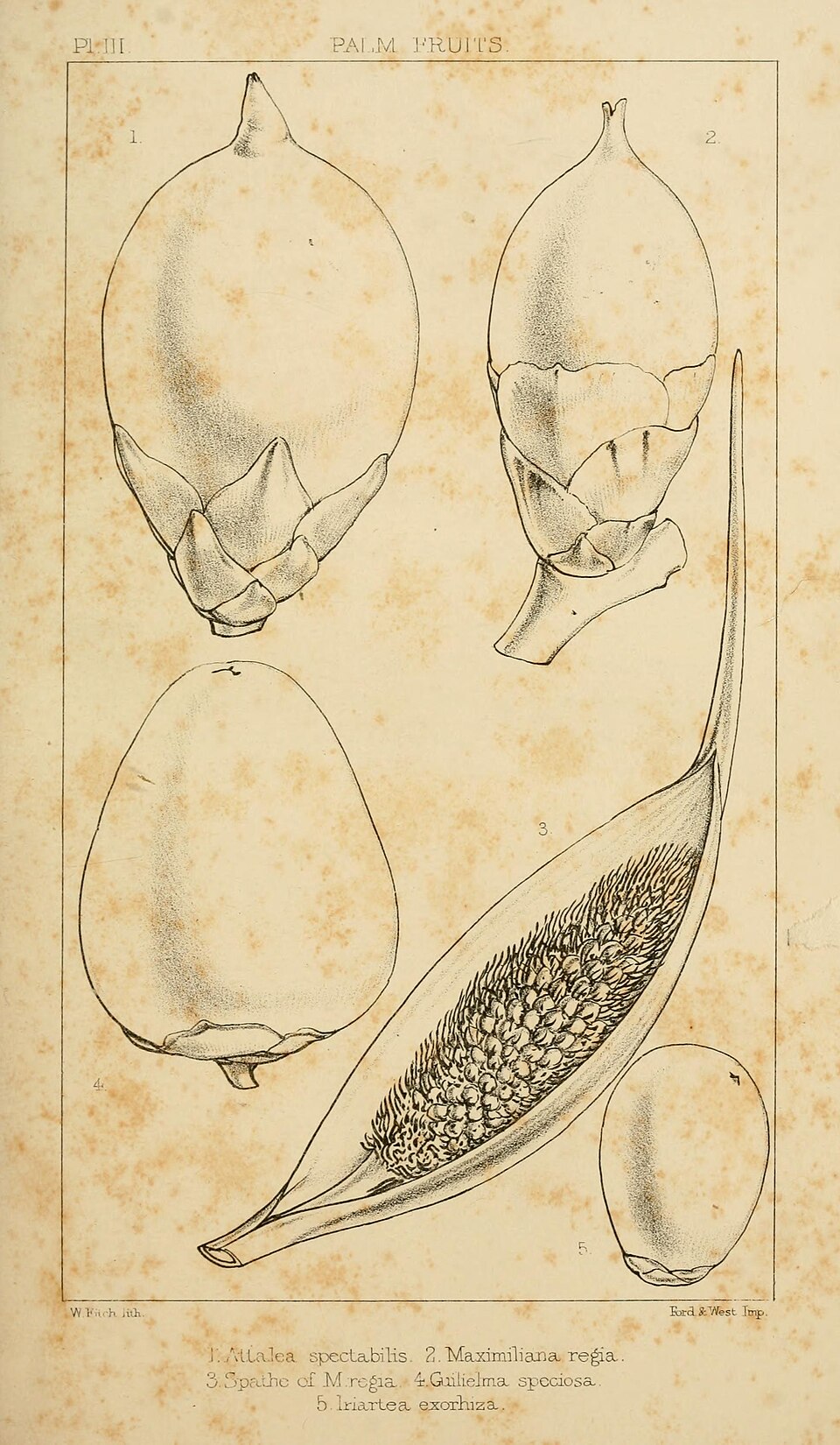 Attalea spectabilis