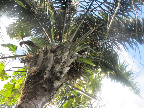 Attalea tessmannii (Yassmann attalea) — photo