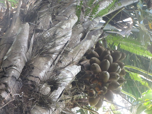 Attalea tessmannii