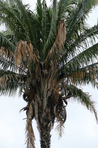 Attalea vitrivir (Glassman attalea) — photo