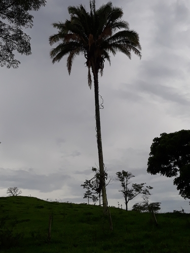 Attalea vitrivir