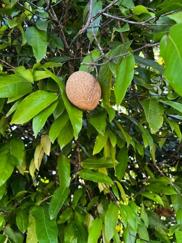 Atuna racemosa (Ifiifi) — photo