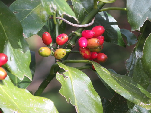 Aucuba japonica (Spotted laurel) — photo