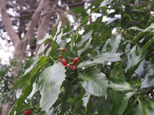 Aucuba japonica (Spotted laurel) — photo