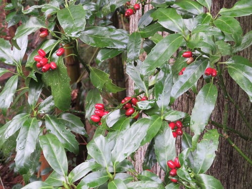 Garryaceae