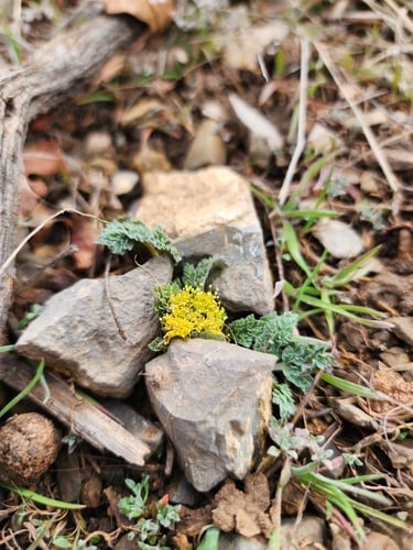 Aulospermum longipes — photo