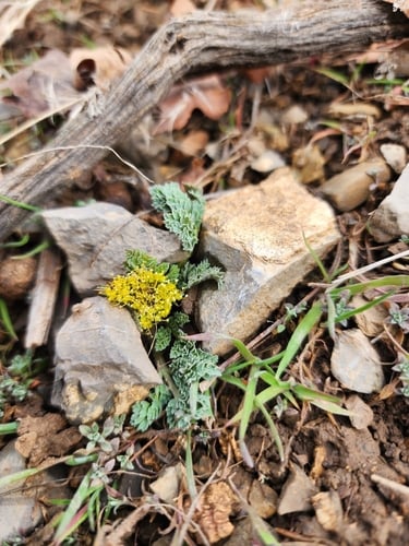 Aulospermum longipes — photo