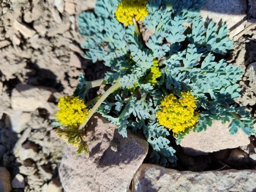 Aulospermum longipes