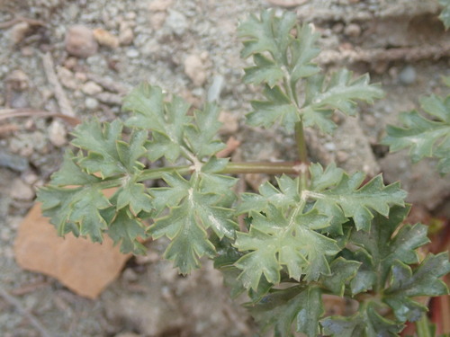 Aulospermum purpureum — photo