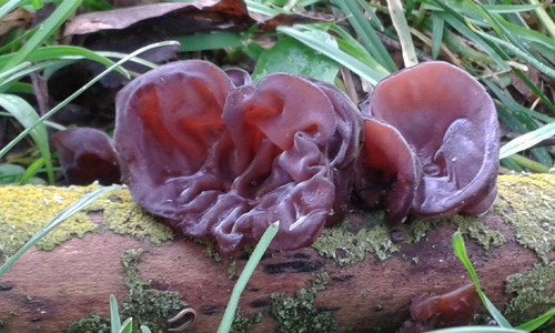 Auricularia auricula-judae (Jew’s ear) — photo