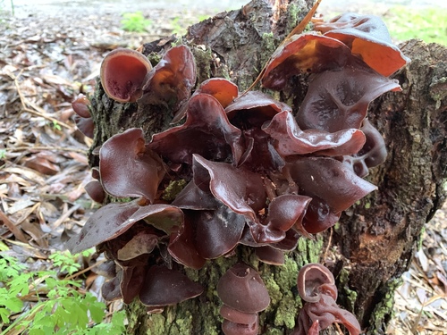 Auricularia auricula-judae (Jew’s ear) — photo