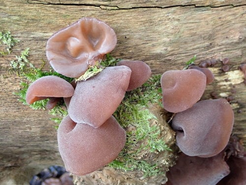 Auriculariaceae
