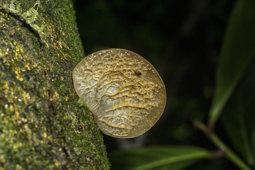 Auricularia delicata (Jew’s ear) — photo