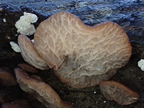 Auricularia delicata (Jew’s ear) — photo