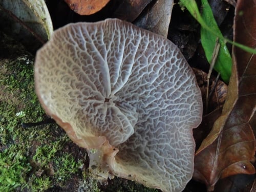 Auricularia delicata