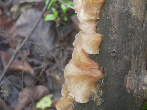 Auricularia heimuer — photo