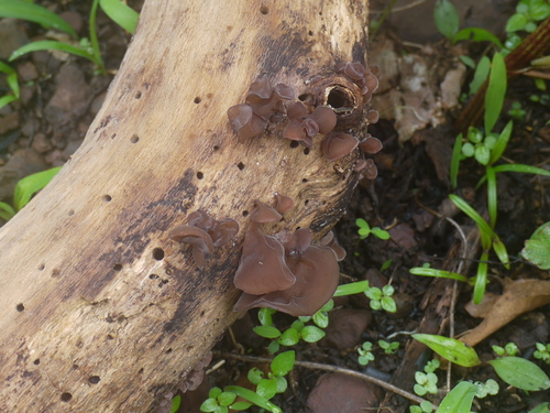 Auricularia heimuer — photo