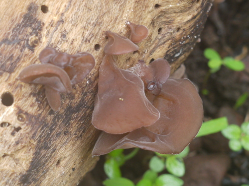 Auricularia heimuer