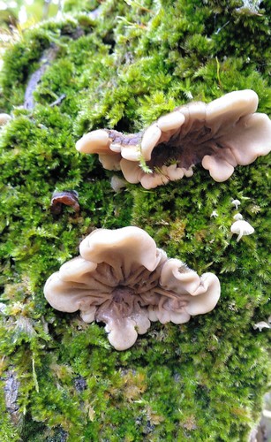 Auricularia mesenterica — photo