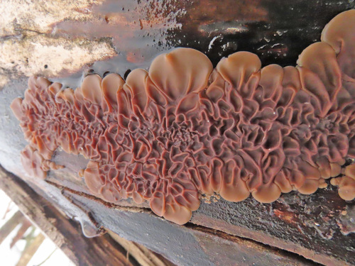 Auricularia mesenterica — photo