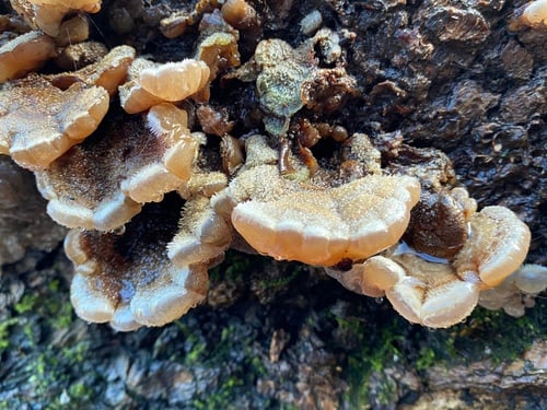 Auricularia mesenterica