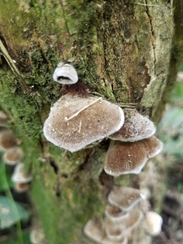 Auricularia nigricans — photo