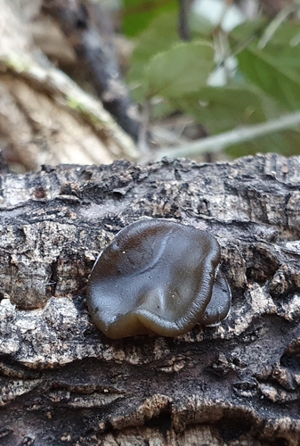 Auricularia nigricans — photo