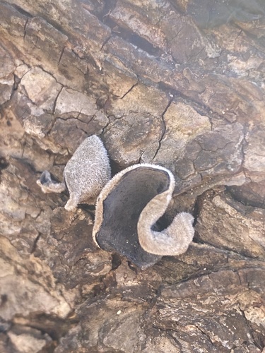 Auricularia nigricans