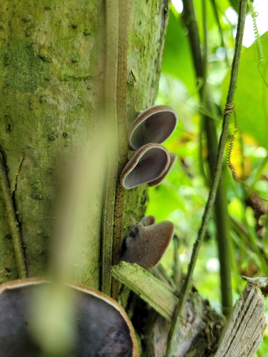 Auricularia polytricha (Black fungus) — photo