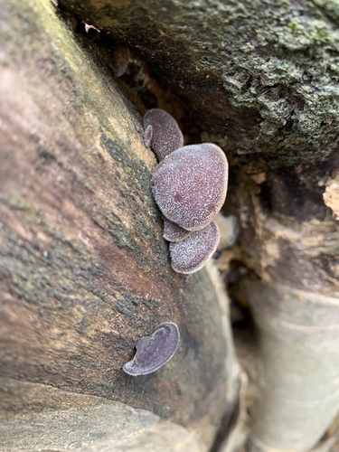 Auricularia polytricha (Black fungus) — photo