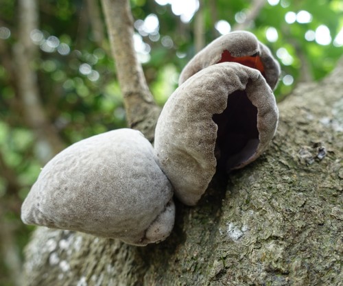 Auricularia polytricha