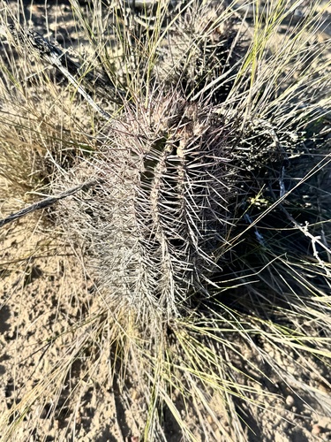 Austrocactus patagonicus (Tuna) — photo